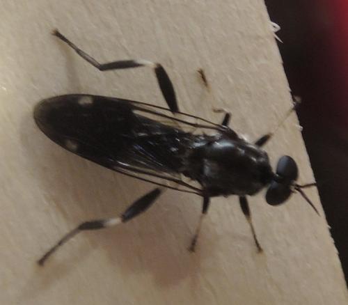 Exaireta spinigera